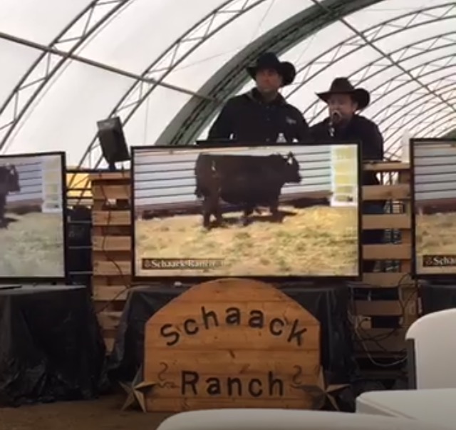 bull_sale_2017 bull_sale_2017