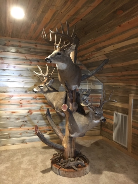 deer_upstairs deer_upstairs